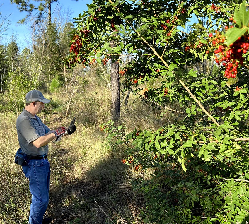 Jerry Blank identifies a wild black cherry tree (Prunus serotina) in the woodlands of Lake County, Florida. Photo courtesy of Mike Blank.